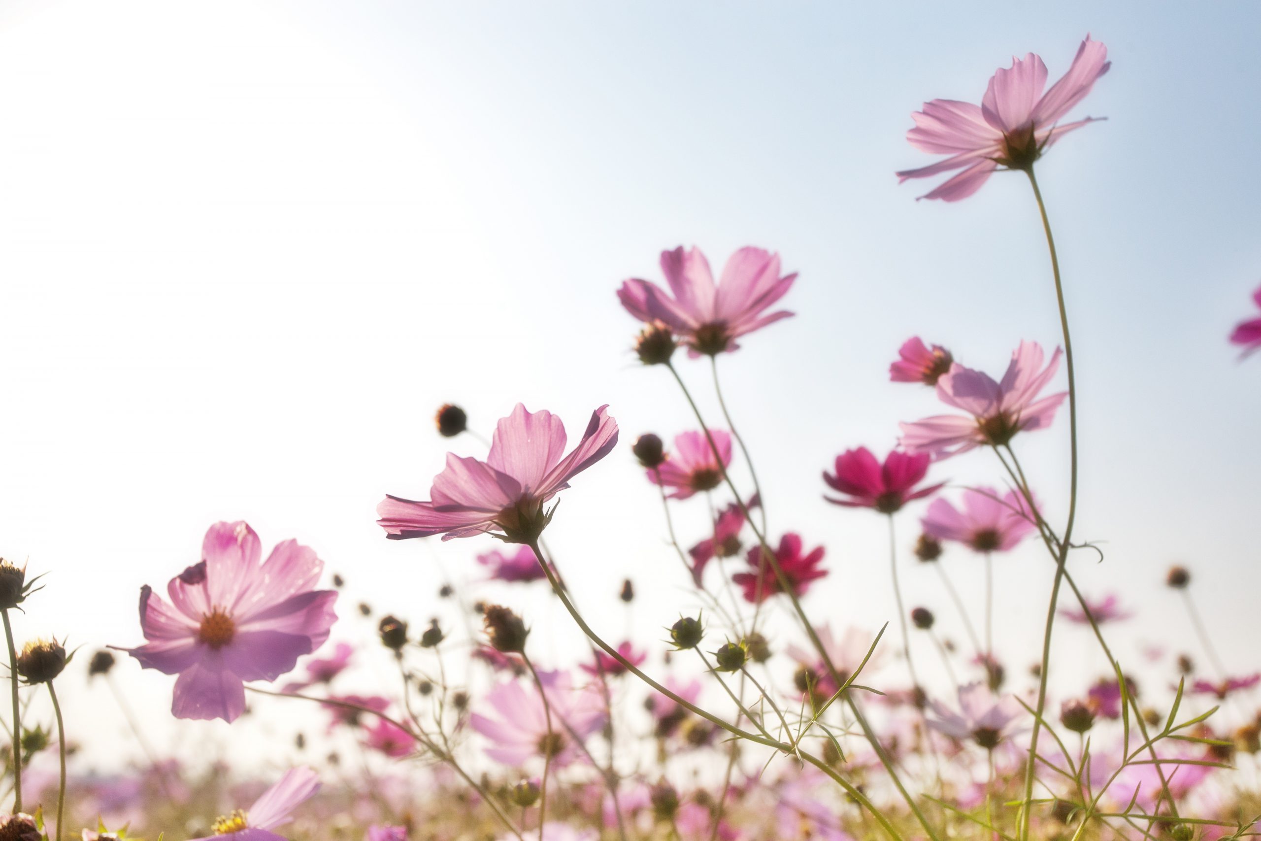 Fleurs des champs