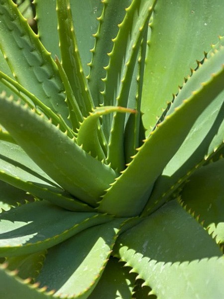 aloé vera feuille